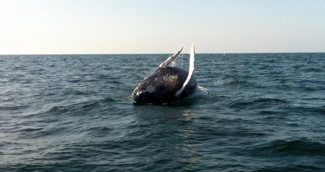 Conociendo a las ballenas